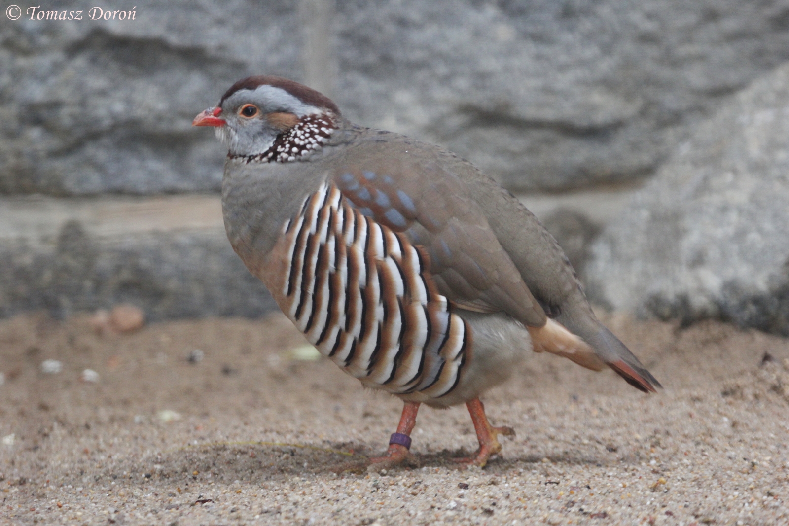 Barbary Partridge (Alectoris barbara),October 2016