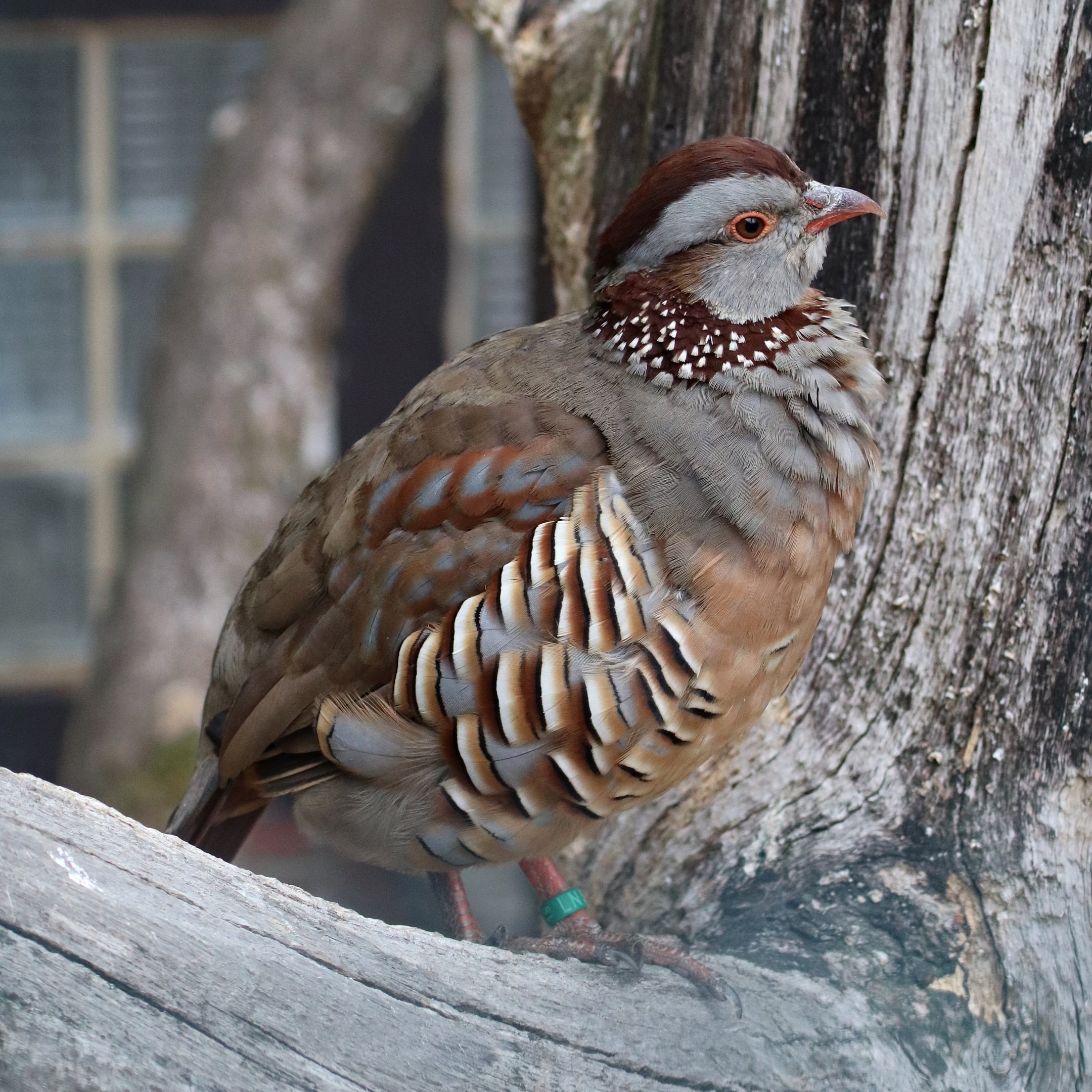 Barbary partridge (Alectoris barbara)