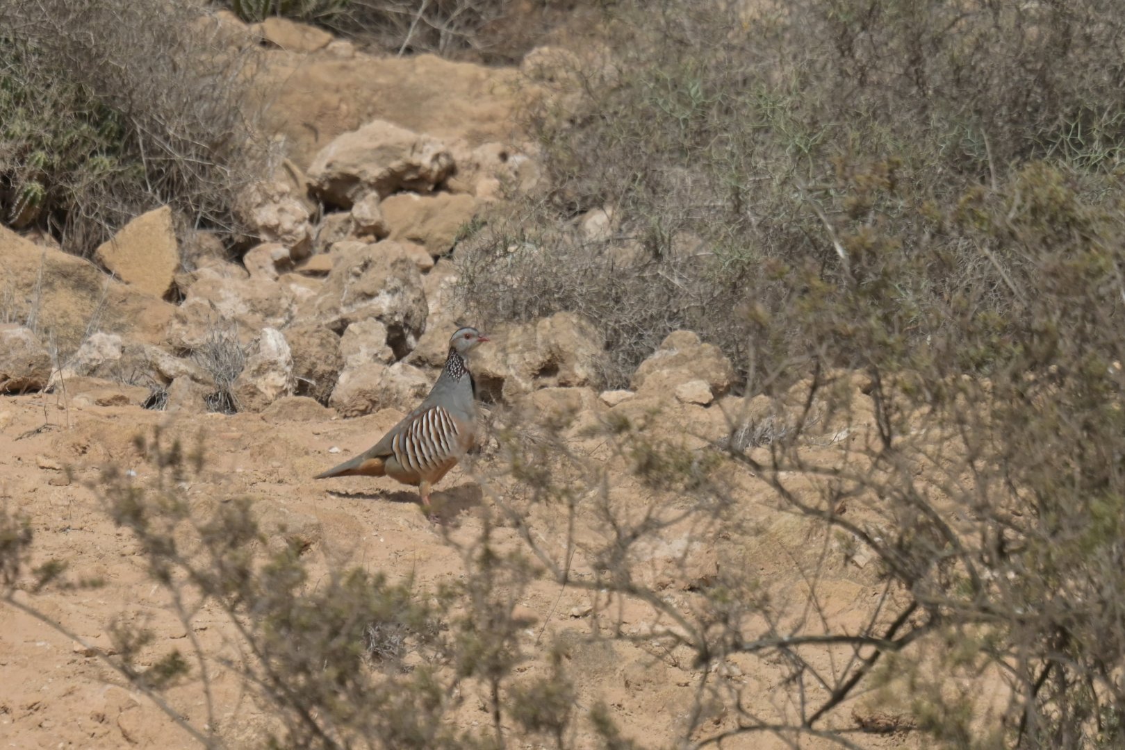 Barbary Partridge Alectoris barbara