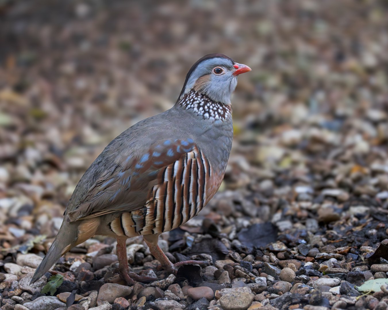 Barbary Partridge / Hamerton / 27-11-24