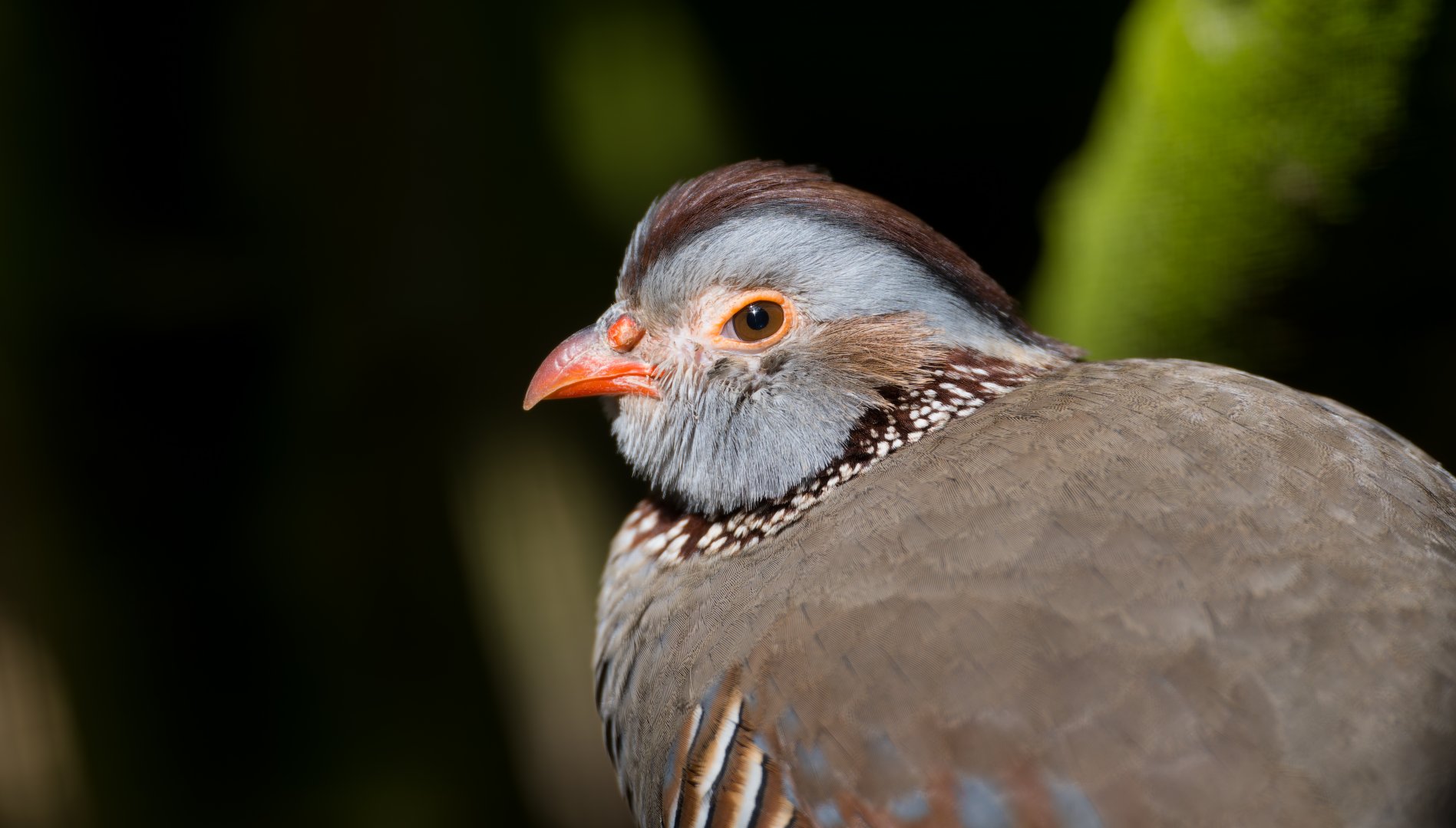 Barbary Partridge, Hamerton, UK