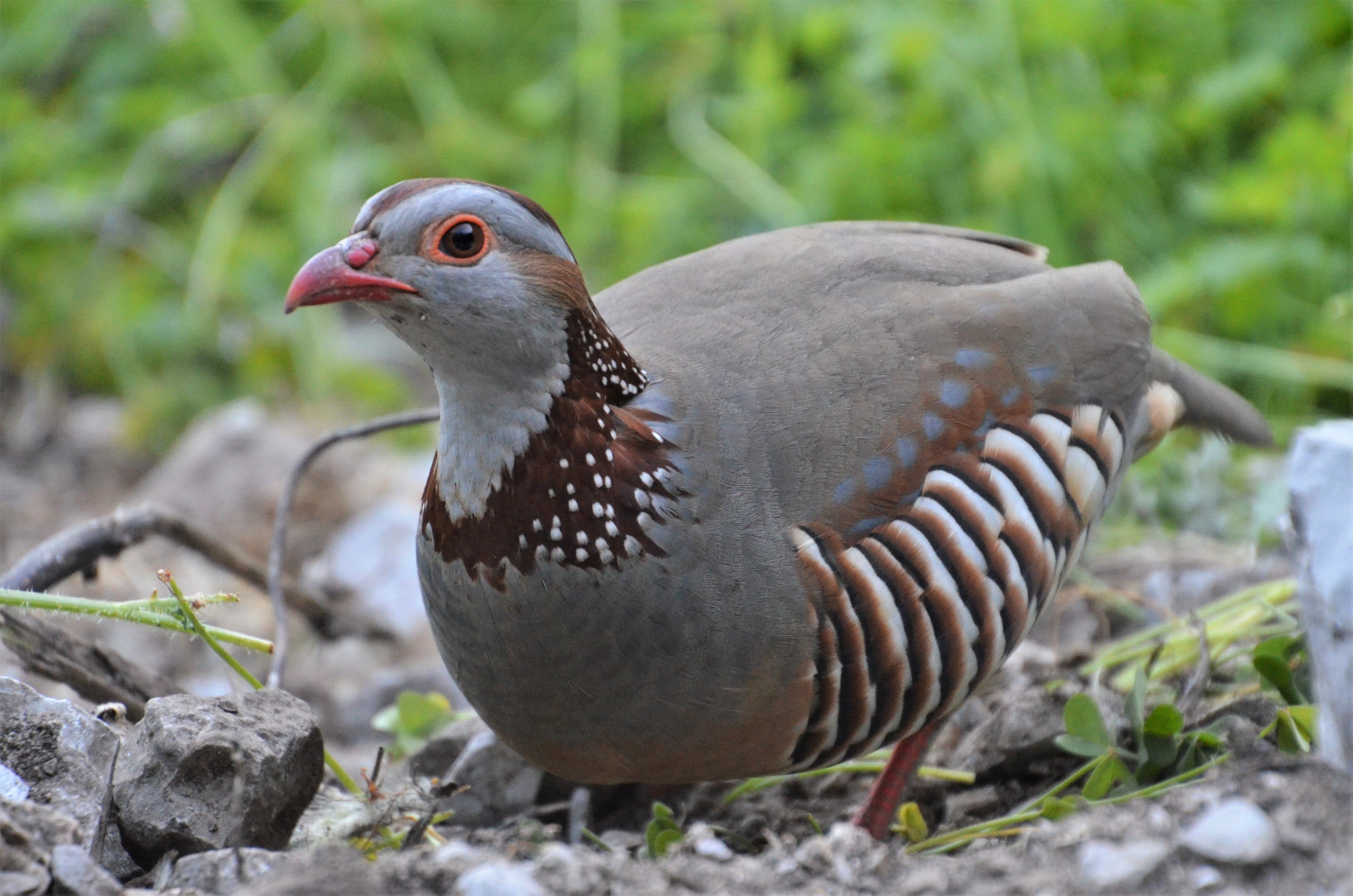 Barbary Partridge in Gibraltar, 12/03/19