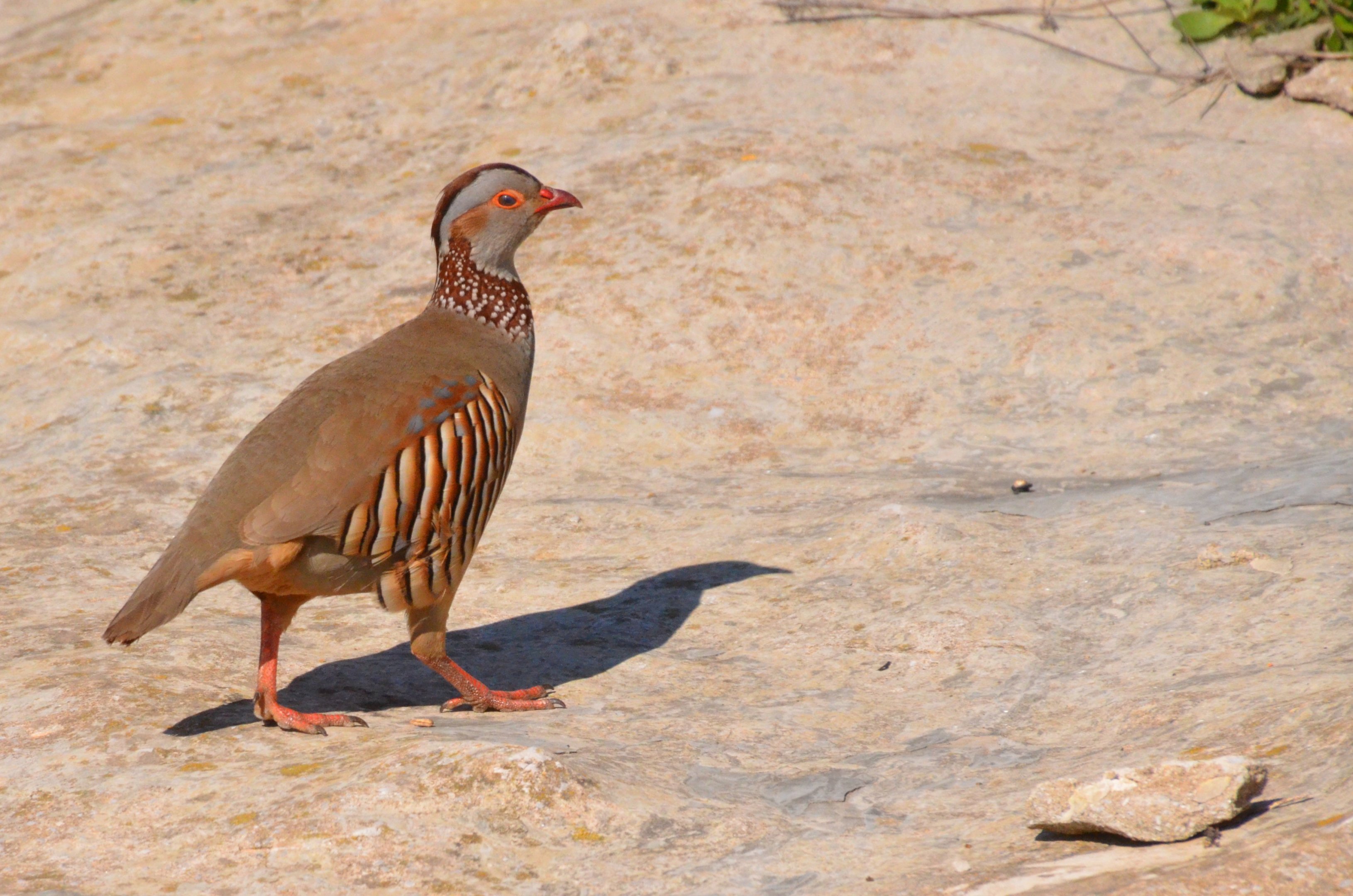 Barbary Partridge in Gibraltar, 12/03/19