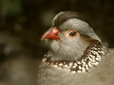 Barbary Partridge