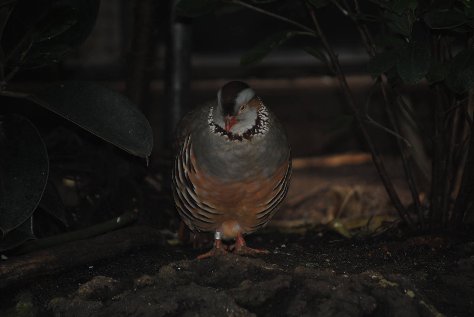 Barbary Partridge
