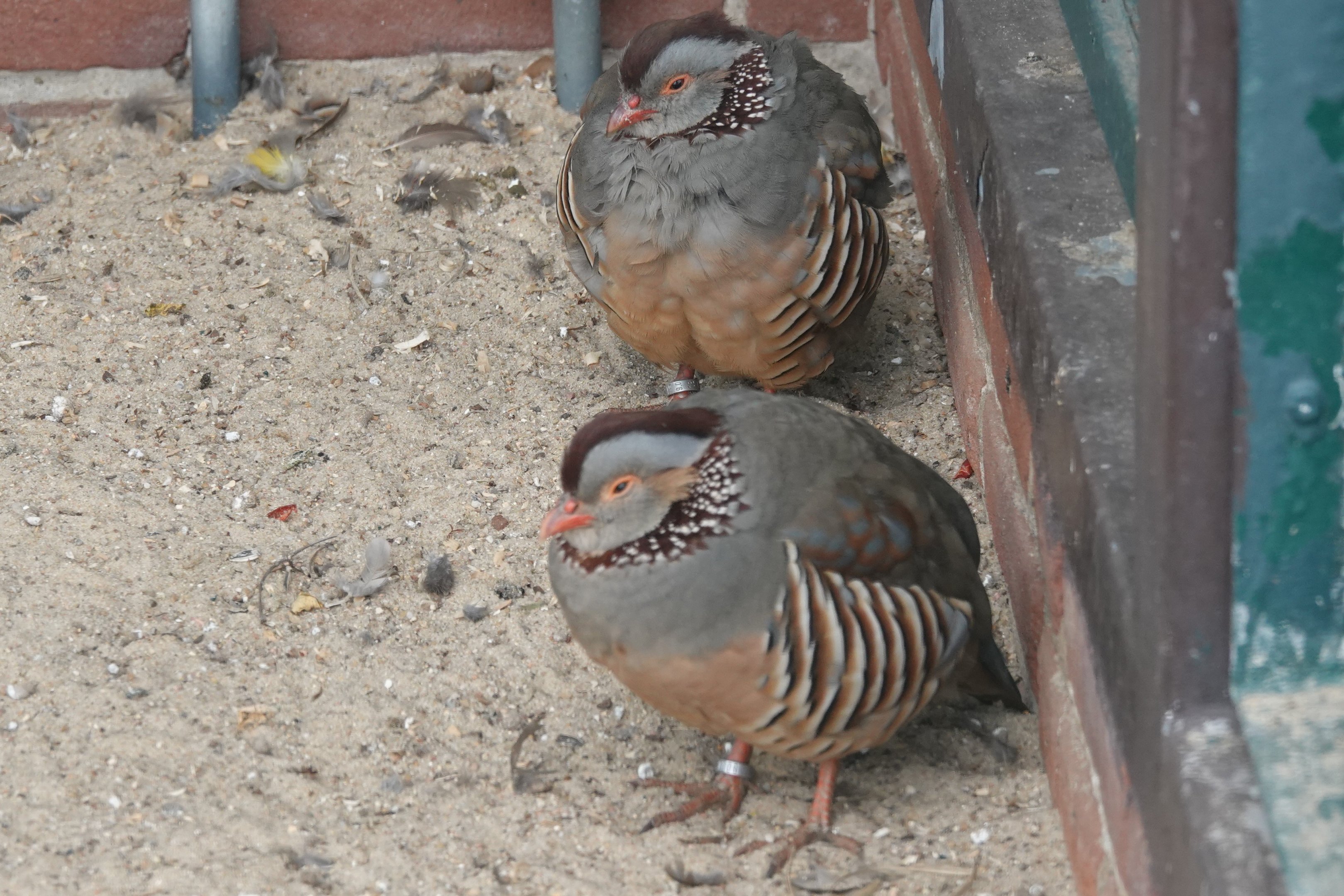 Barbary partridge