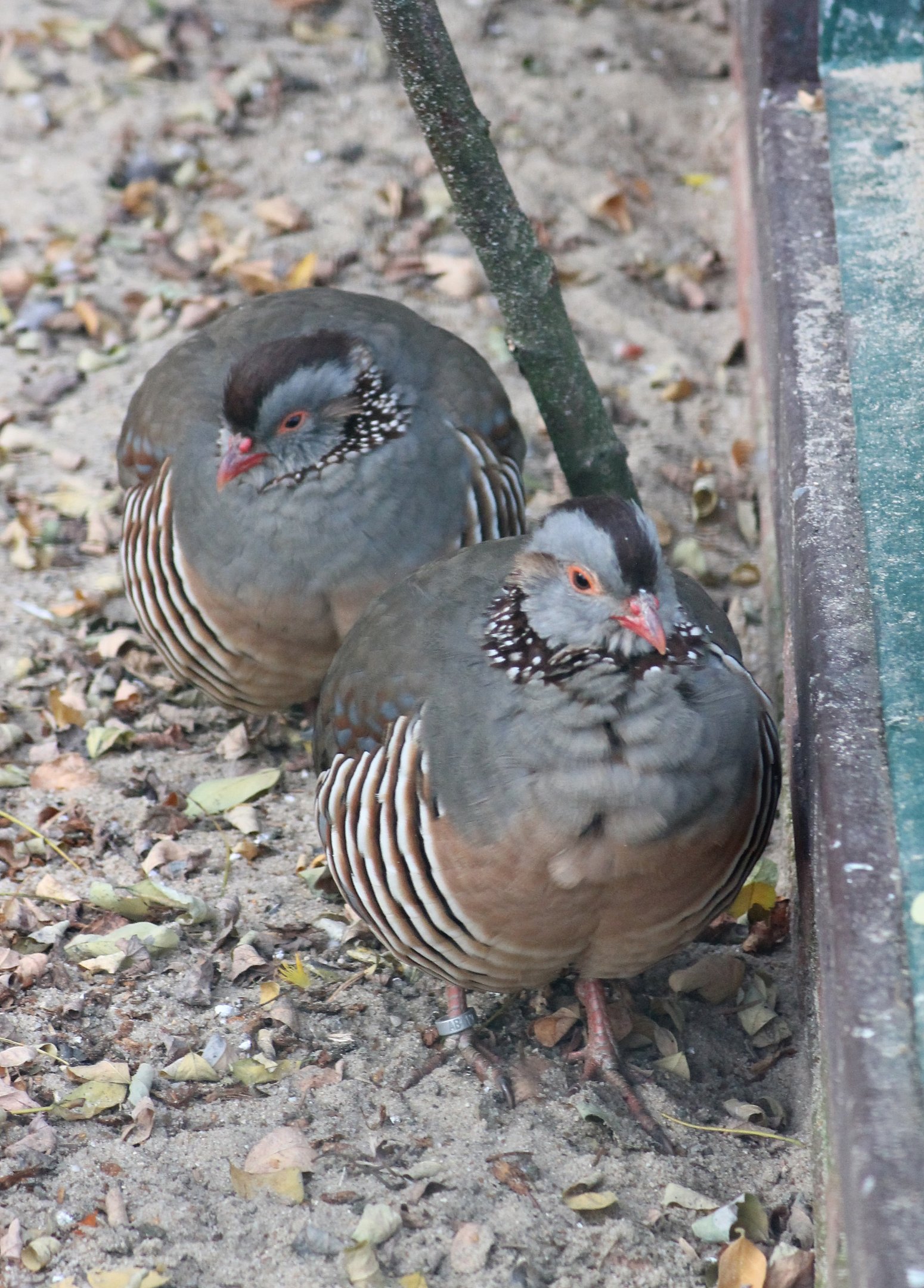 Barbary partridges (Alectoris barbara)
