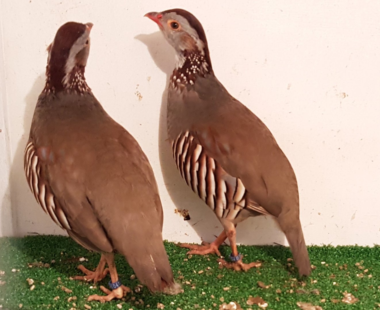 Barbary patridges - Alectoris barbara