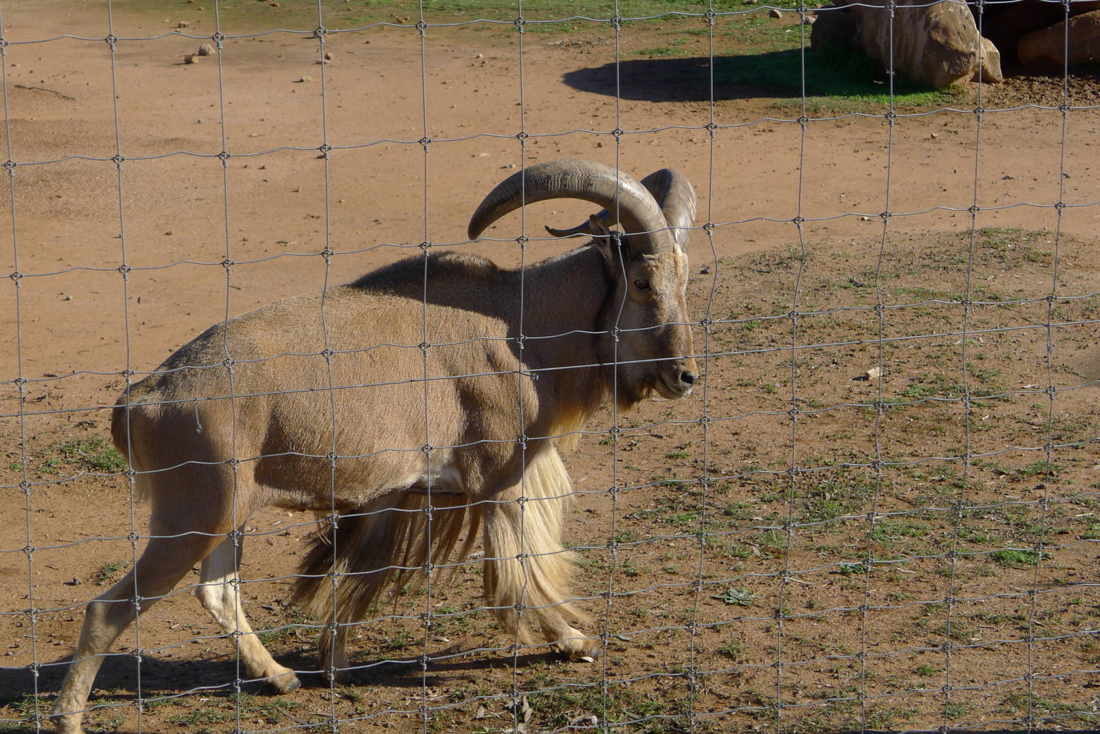 Barbary Ram
