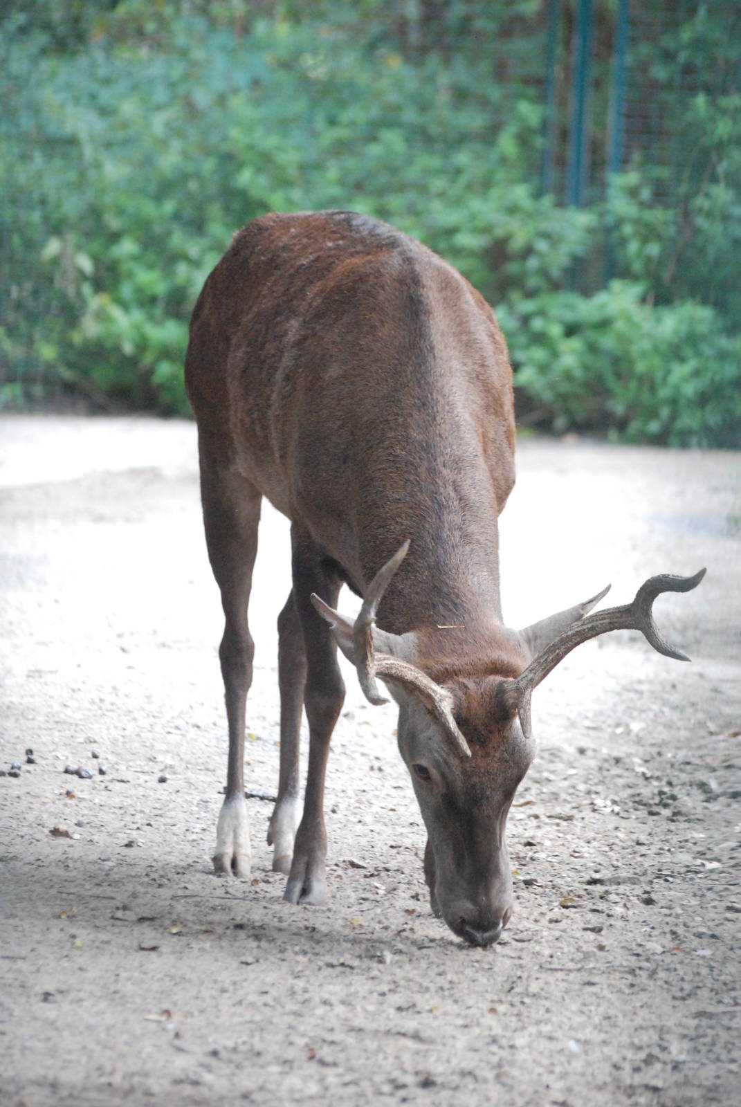 Barbary Red Deer at Tierpark Berlin, 01/09/11