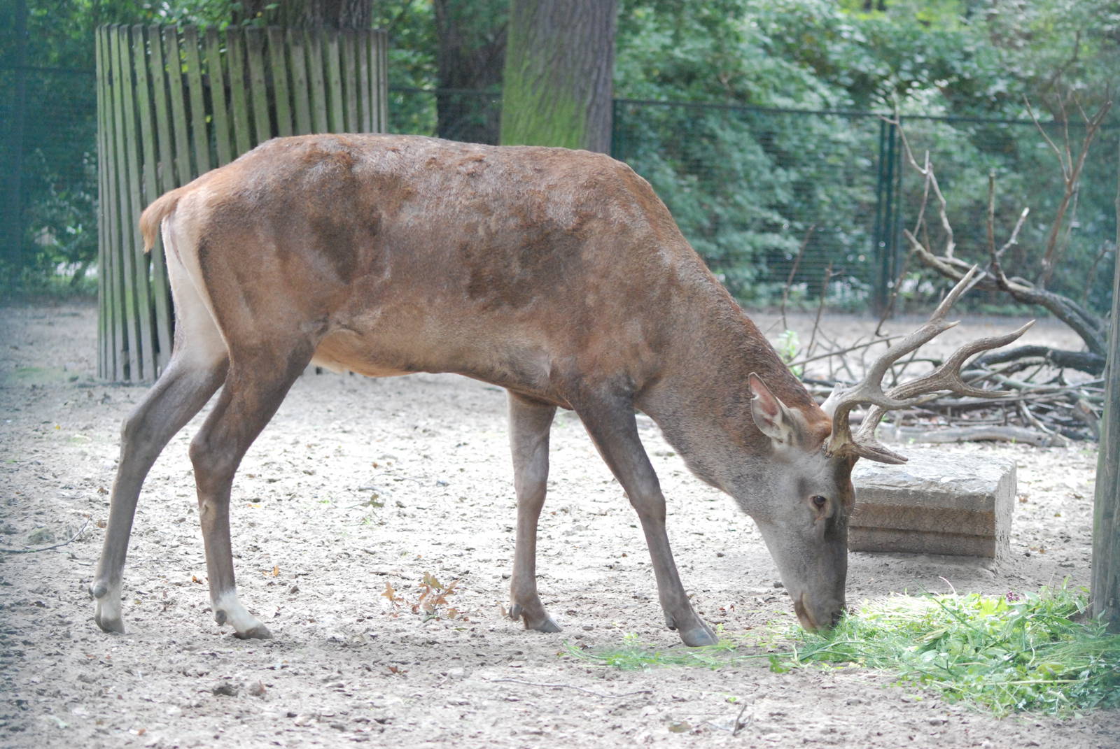 Barbary Red Deer at Tierpark Berlin, 01/09/11