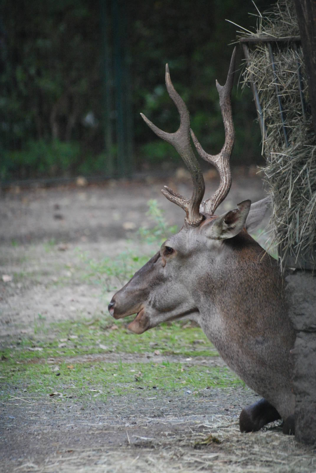 Barbary Red Deer at Tierpark Berlin, 30/08/11