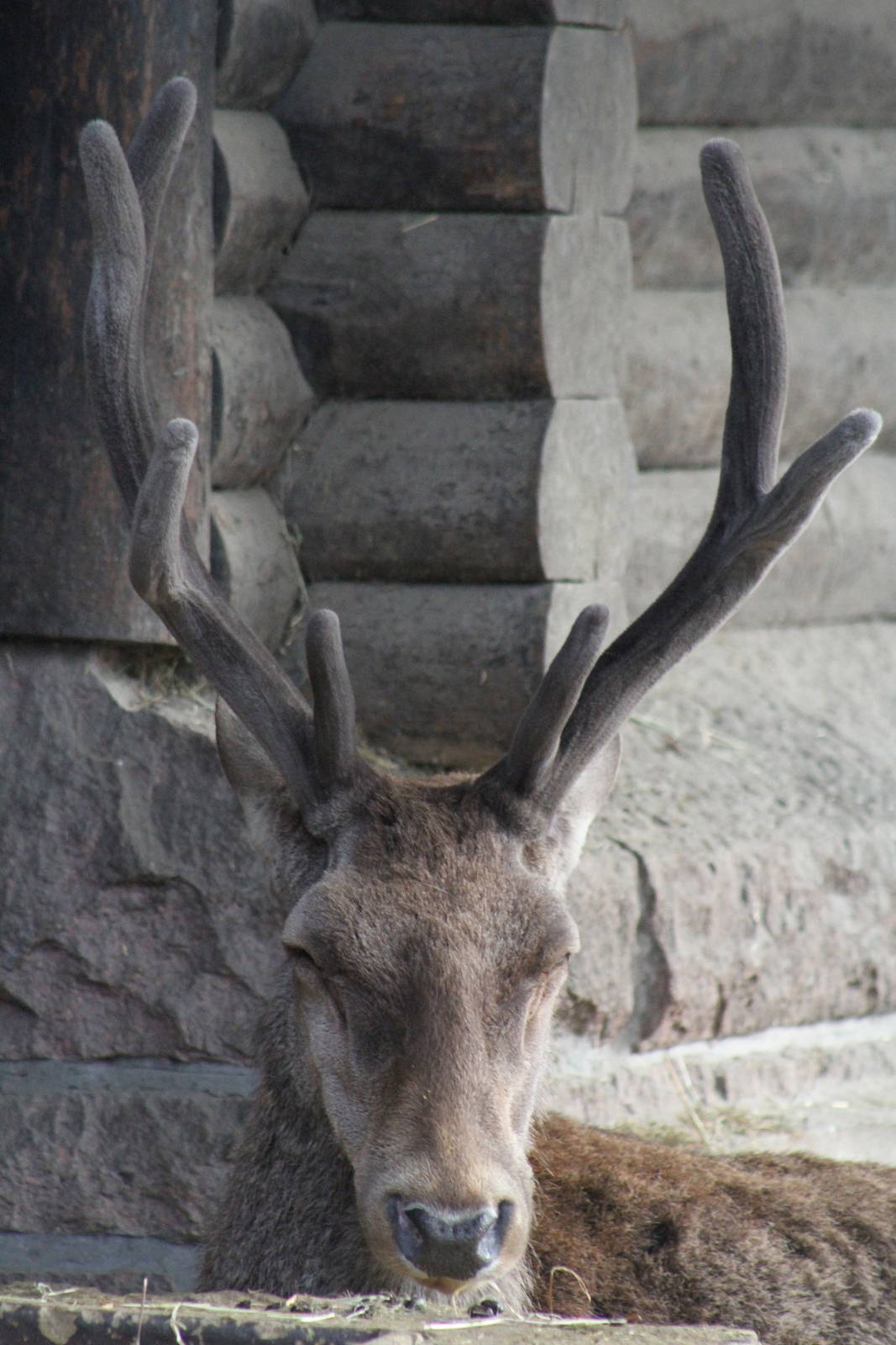 Barbary Red Deer (Cervus elaphus barbarus)