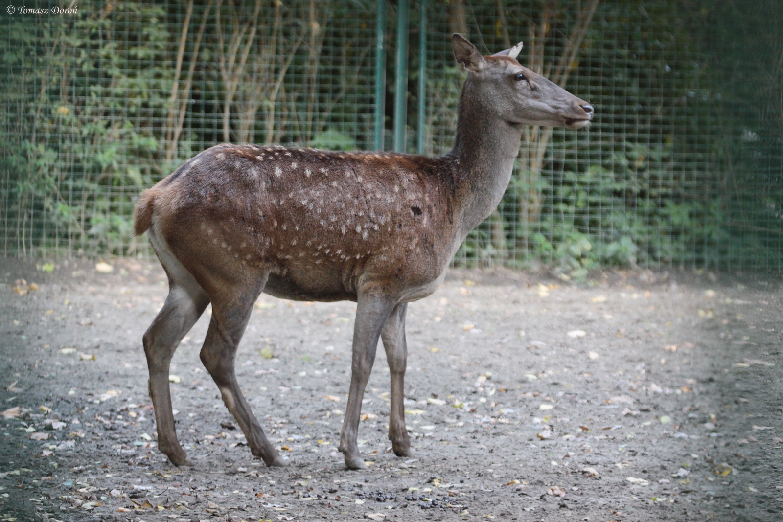 Barbary Red Deer (Cervus elaphus barbarus)