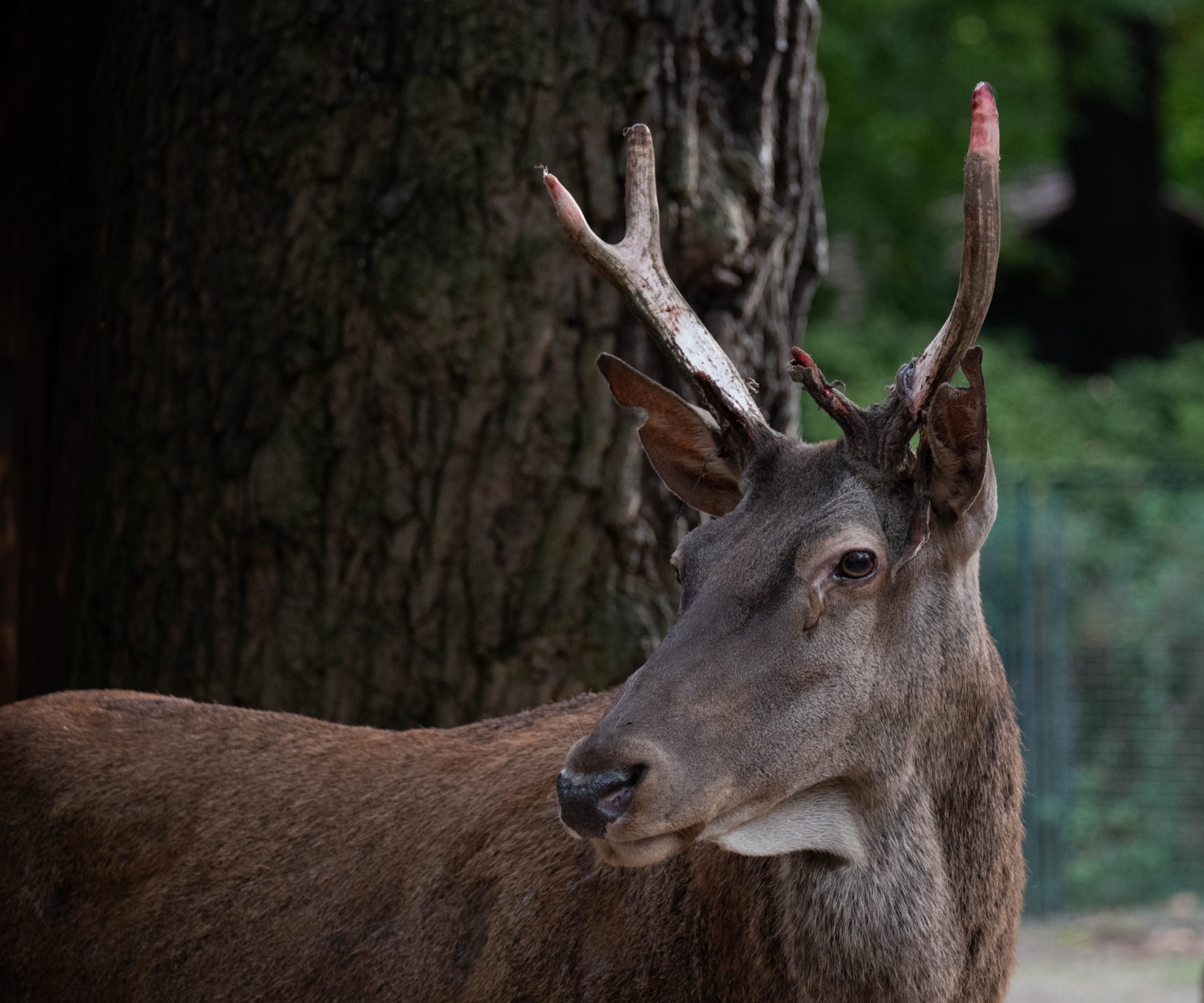 Barbary red deer - Cervus elaphus barbarus