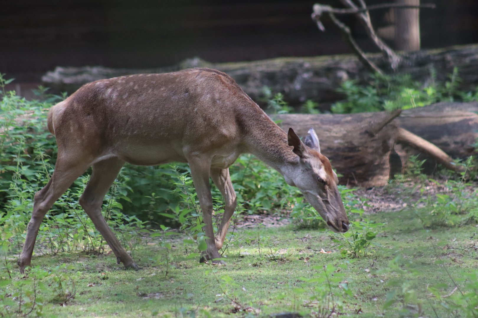 Barbary Red Deer, doe