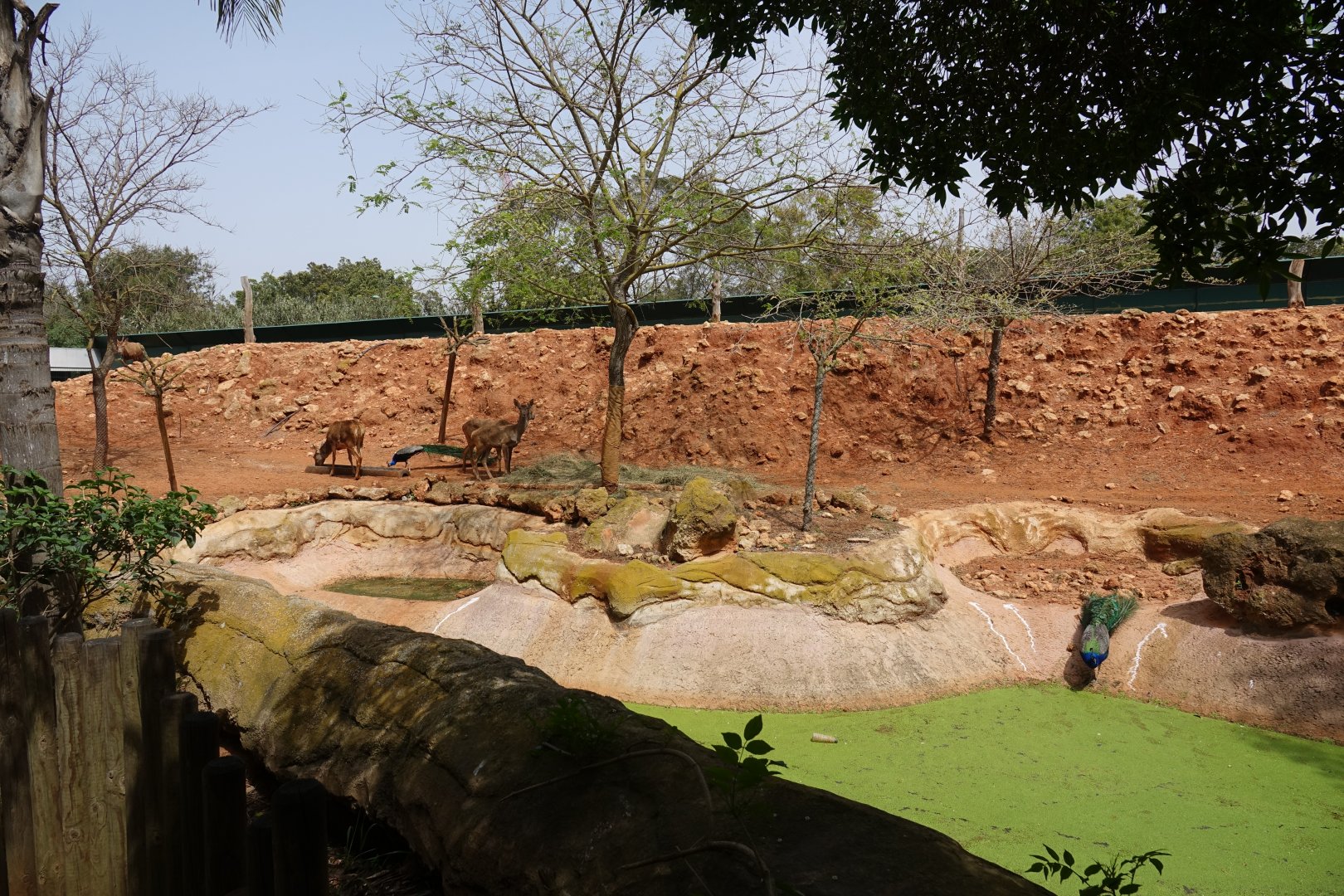 Barbary Red Deer Enclosure