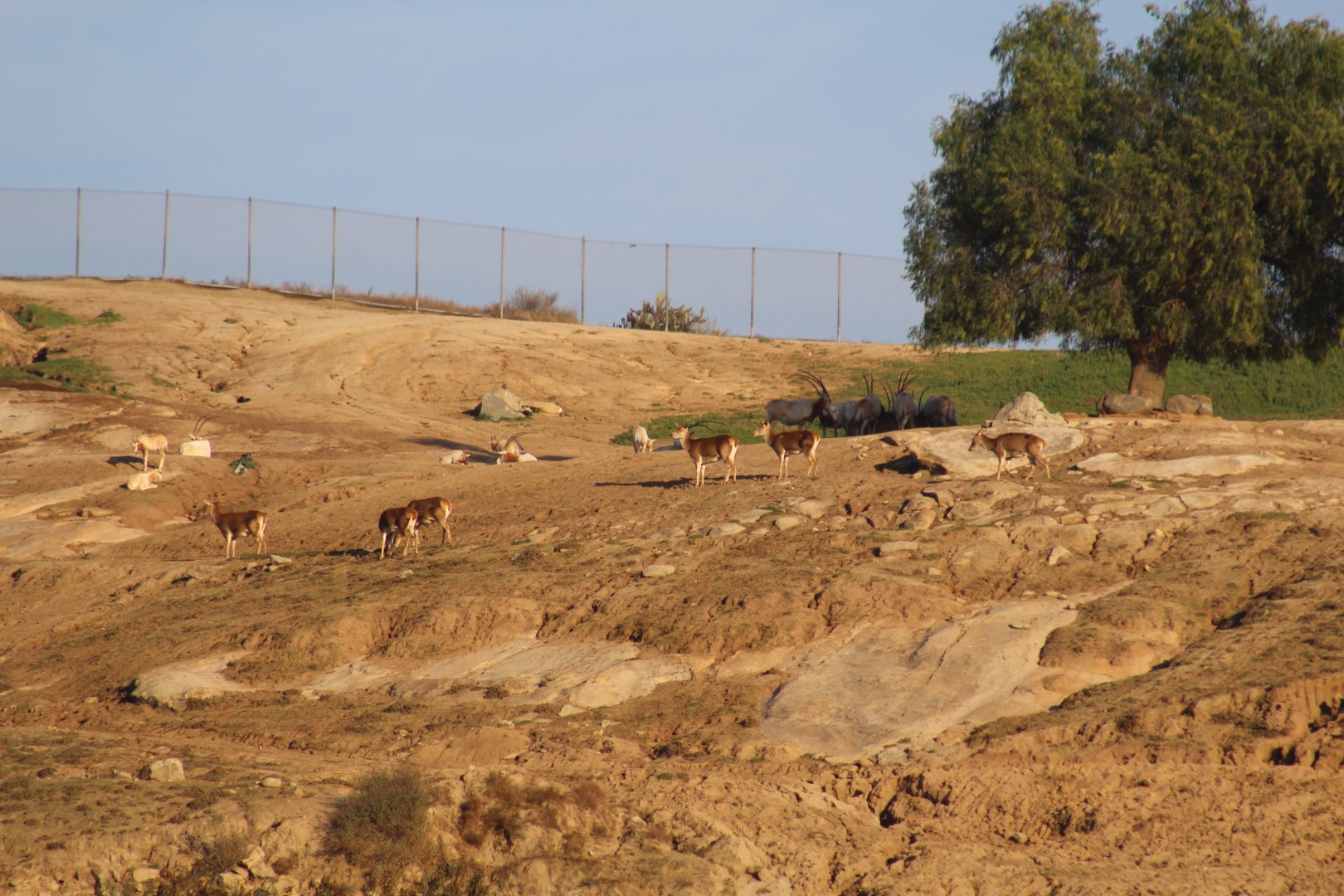 Barbary Red Deer & Scimitar-Horned Oryx