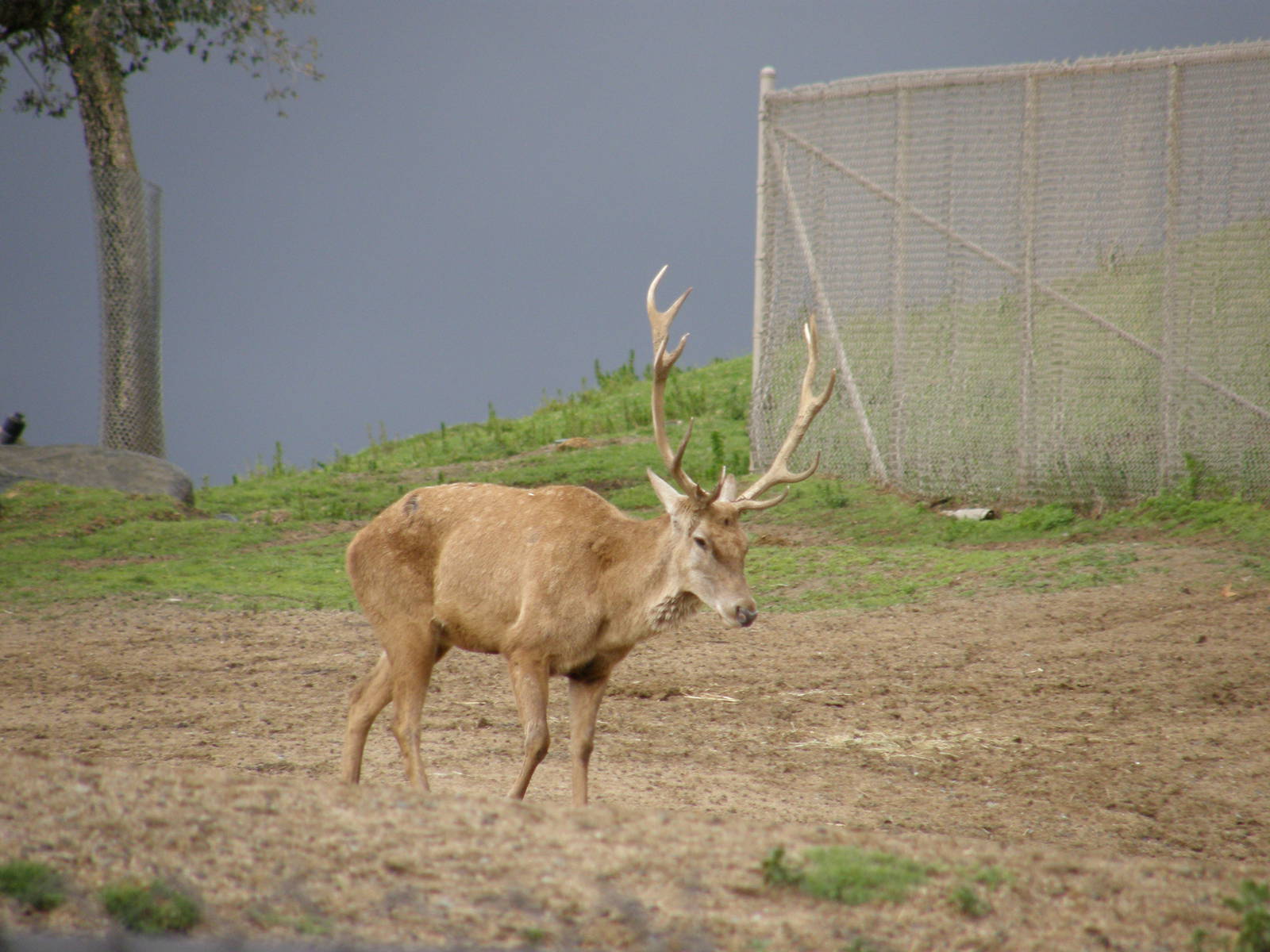 barbary red deer