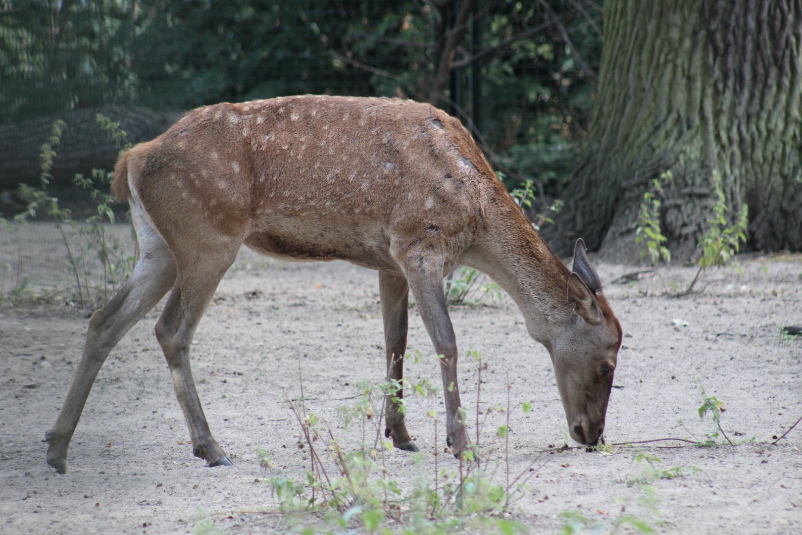 Barbary Red Deer