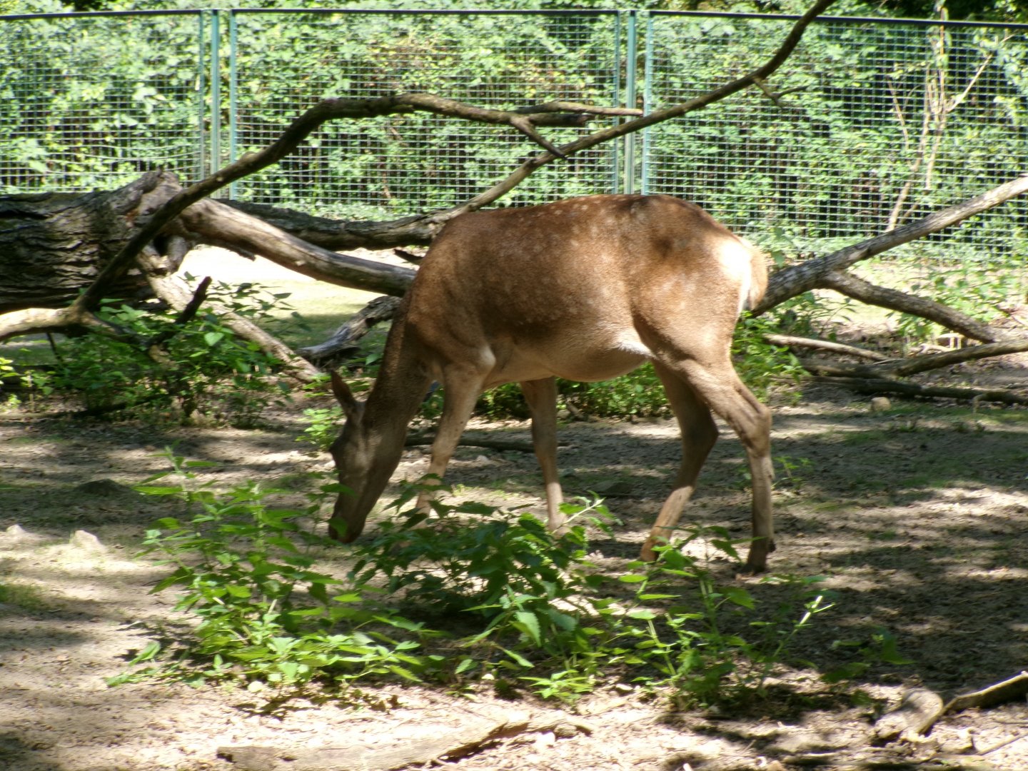 Barbary red deer