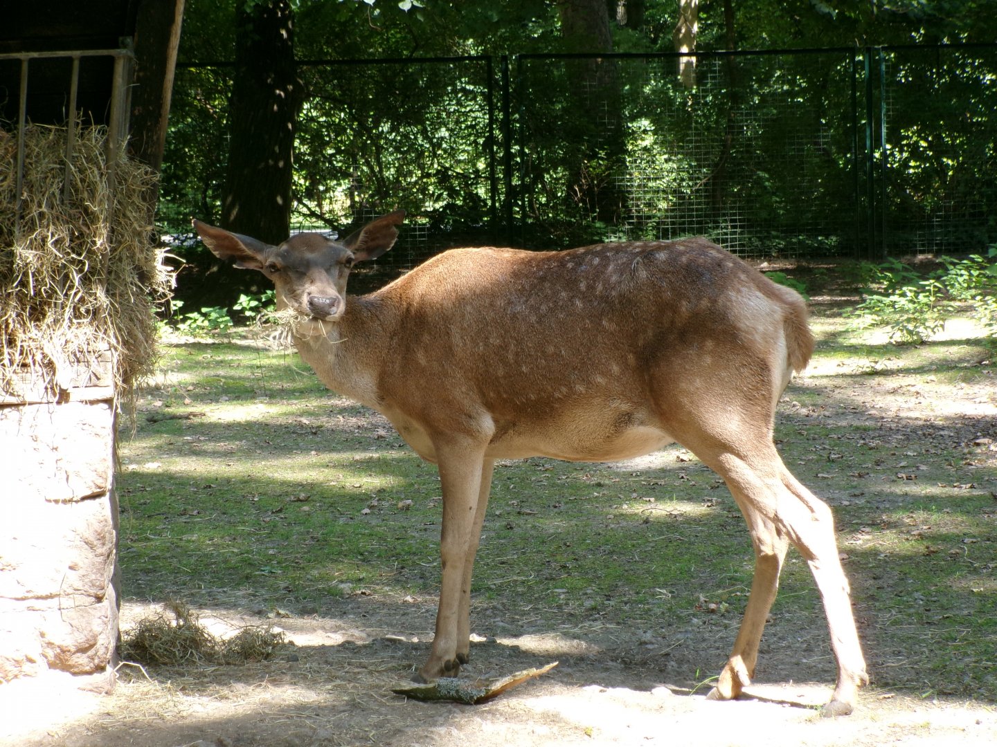 Barbary red deer