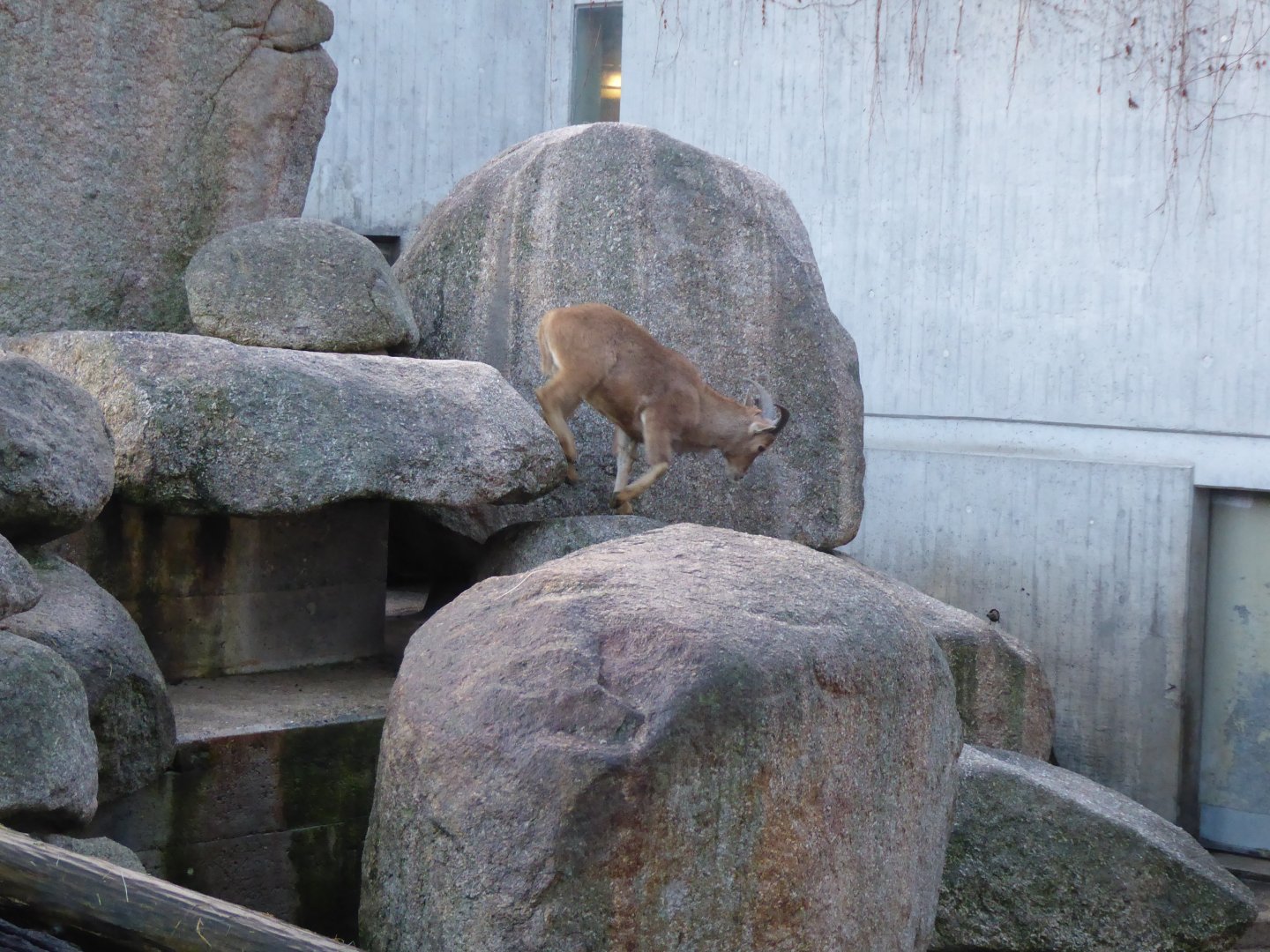Barbary sheep 011218