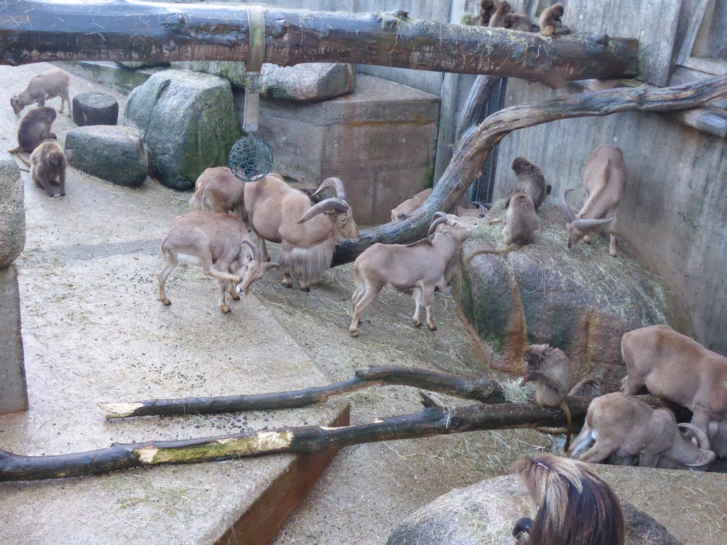 Barbary sheep 011218