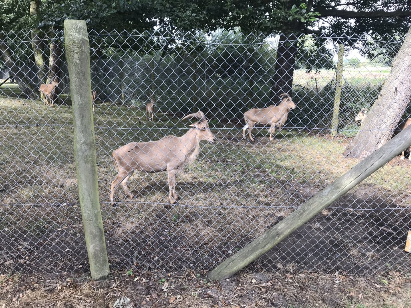 Barbary sheep 080818