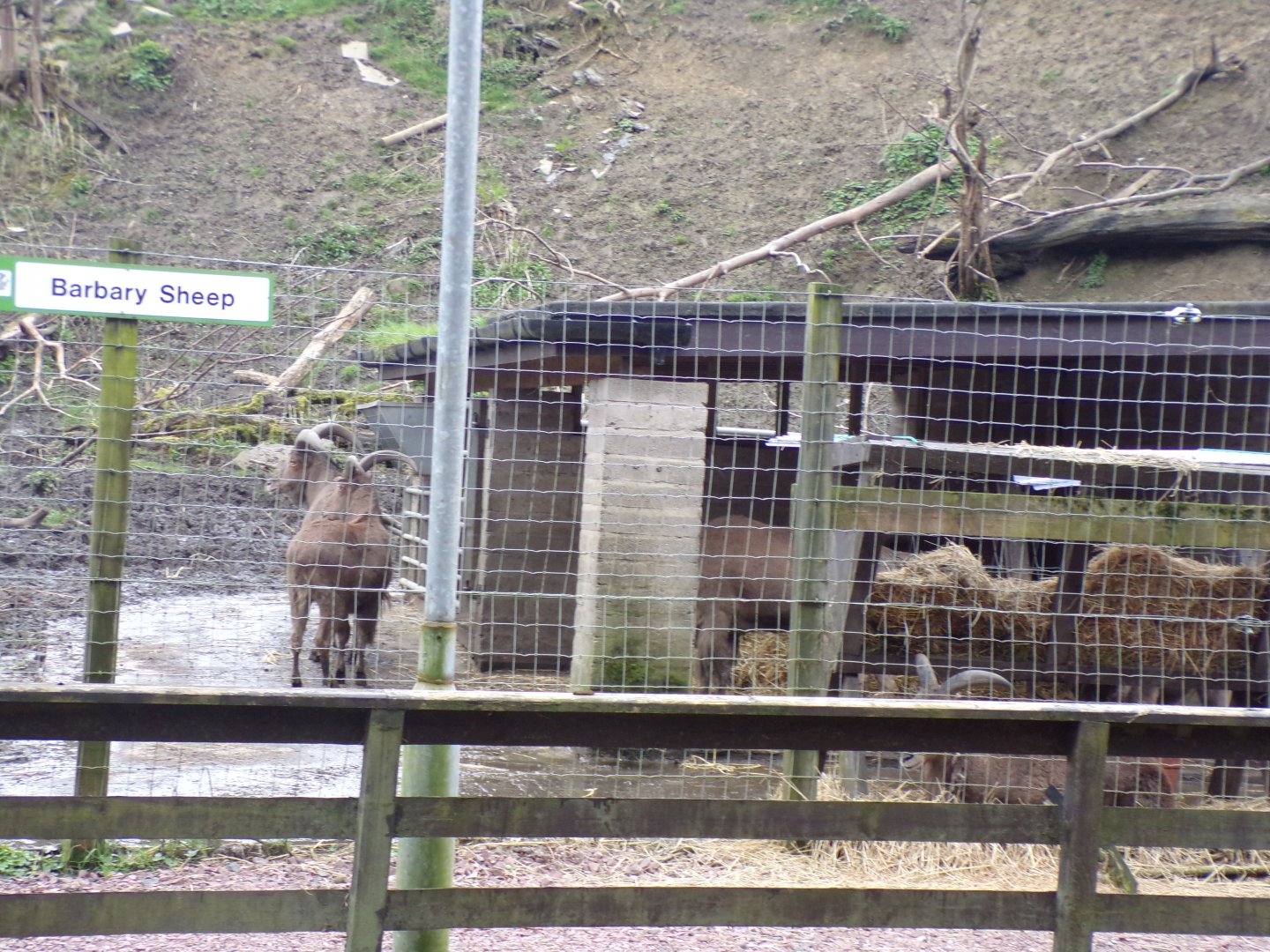 Barbary sheep 12.4.24