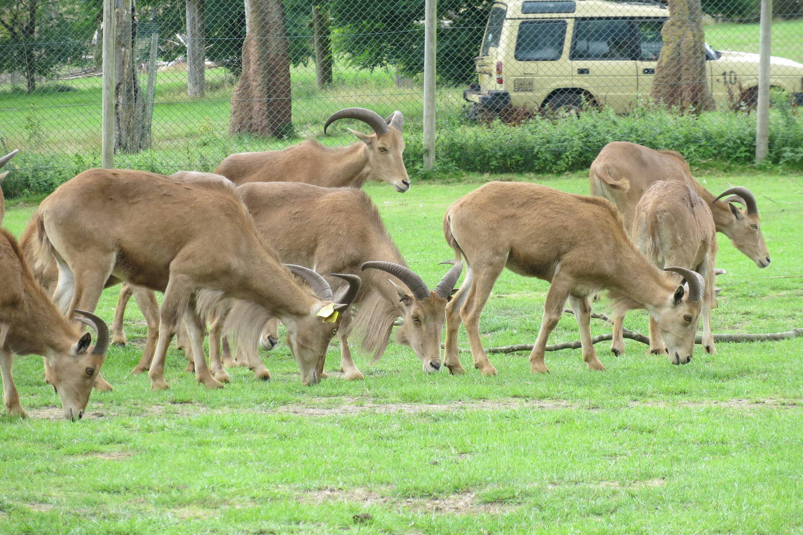 barbary sheep 120813