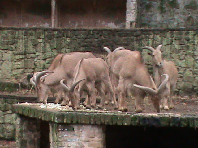 Barbary sheep 121210