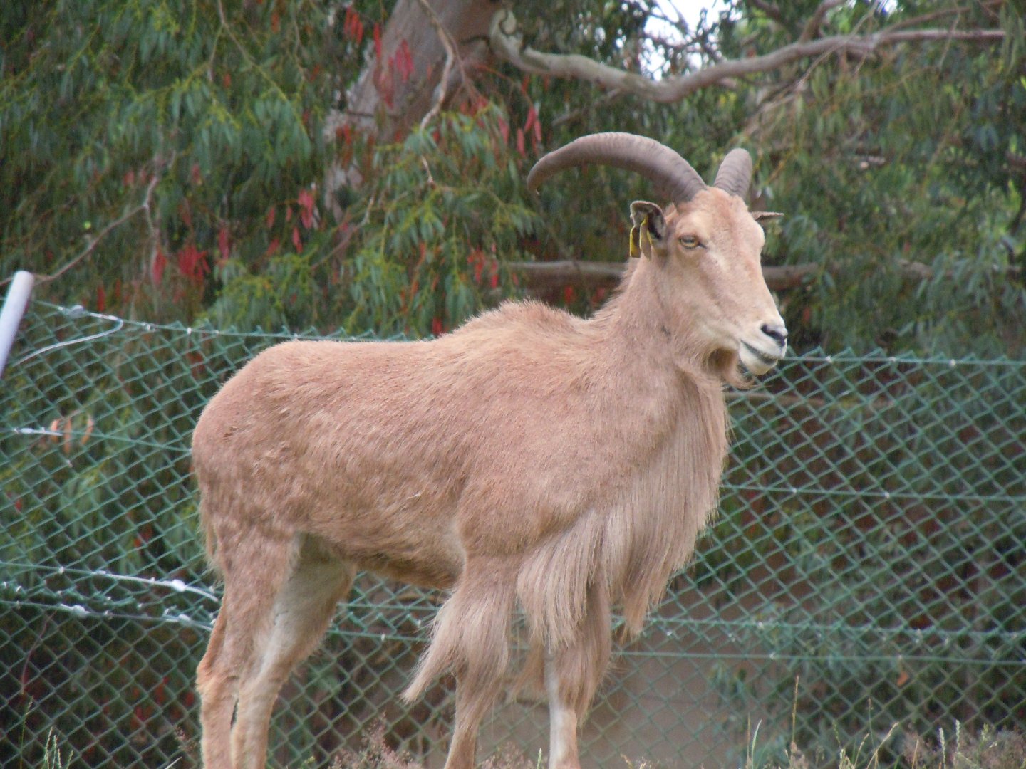Barbary Sheep 130720
