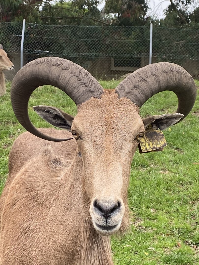 Barbary Sheep 130720
