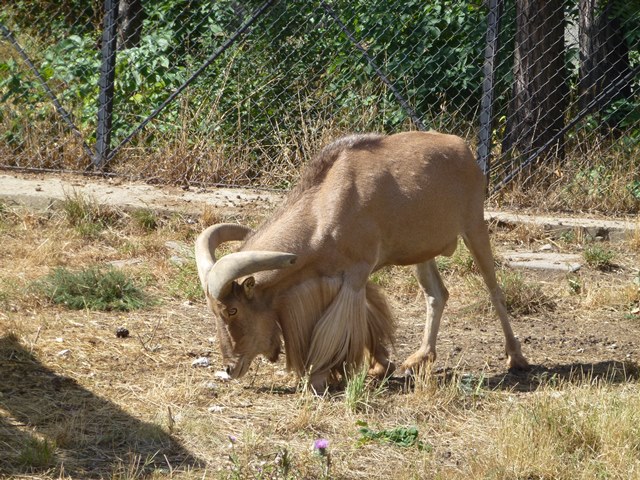 Barbary sheep 15.9.13