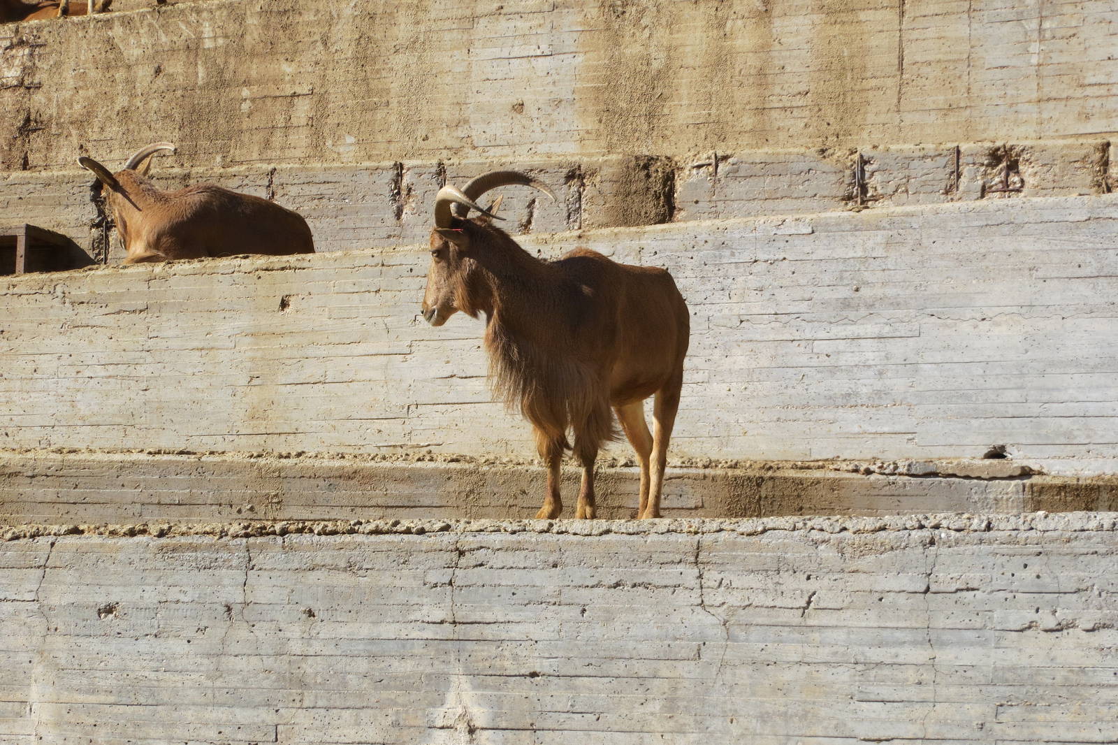 Barbary Sheep 150216