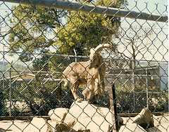 Barbary sheep 1980