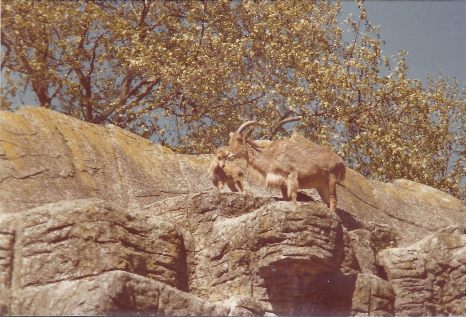 Barbary Sheep (1980)