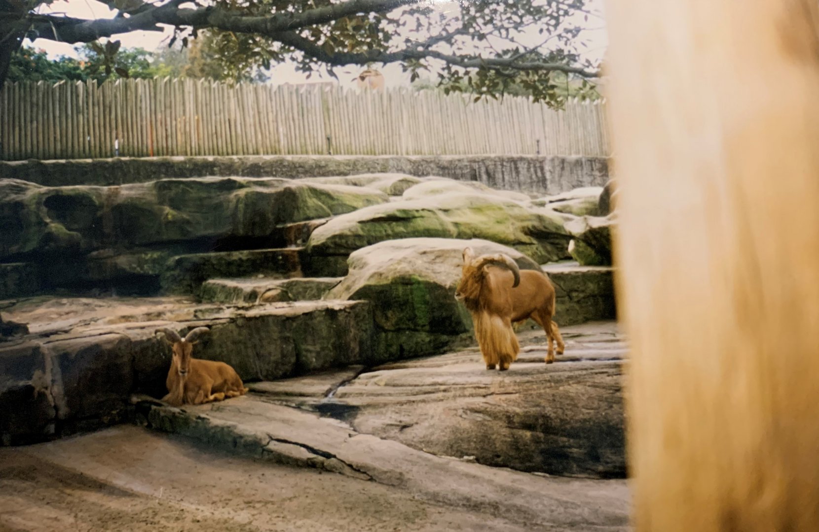 Barbary Sheep (1996)