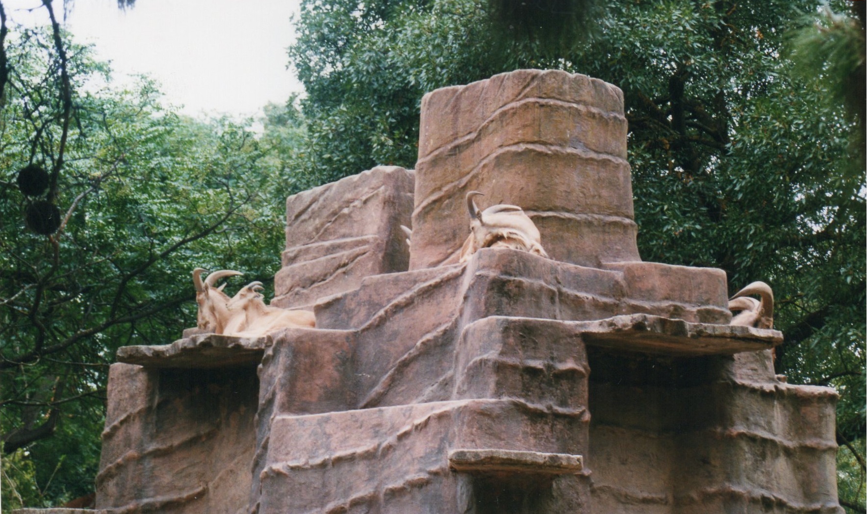 Barbary Sheep, 2004