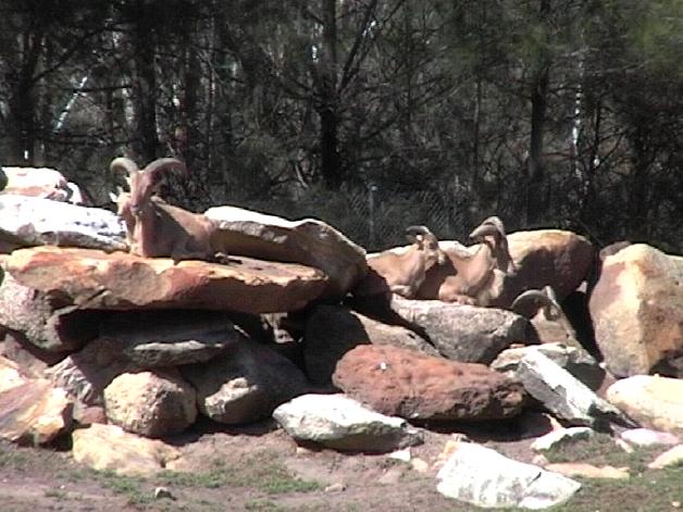 Barbary Sheep (2004)