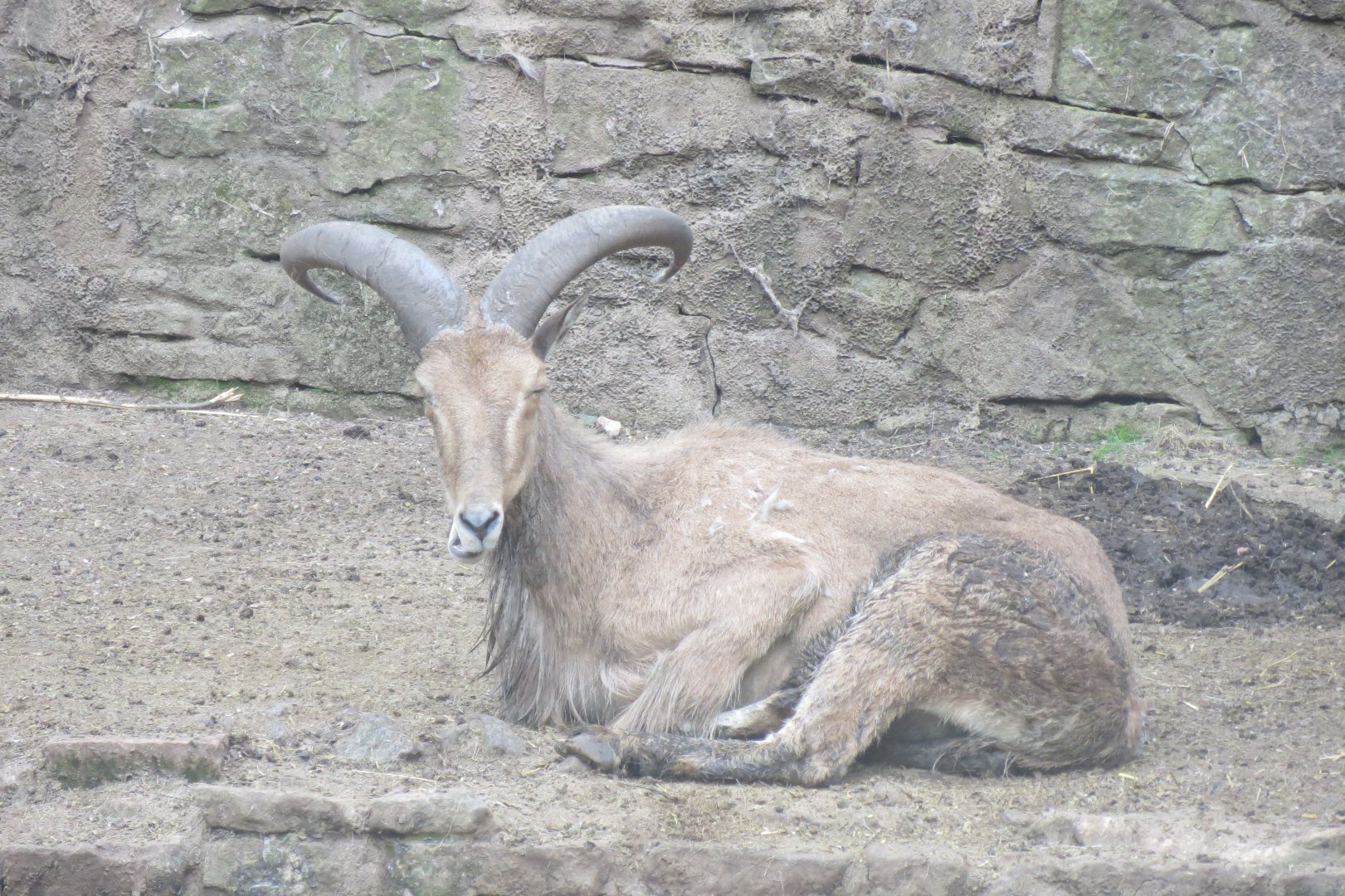 Barbary sheep 230619