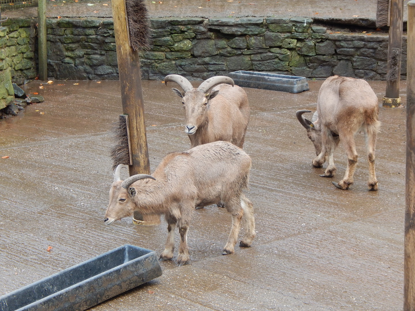 Barbary sheep 241122
