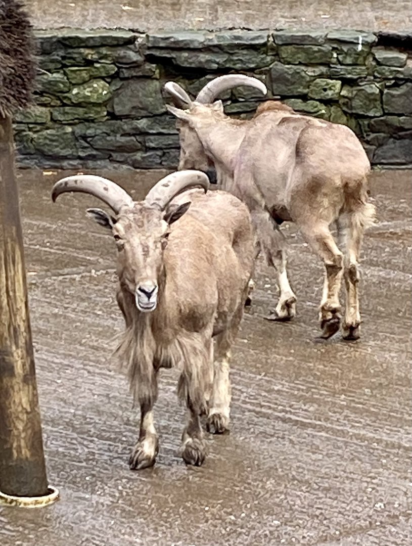 Barbary sheep 241122