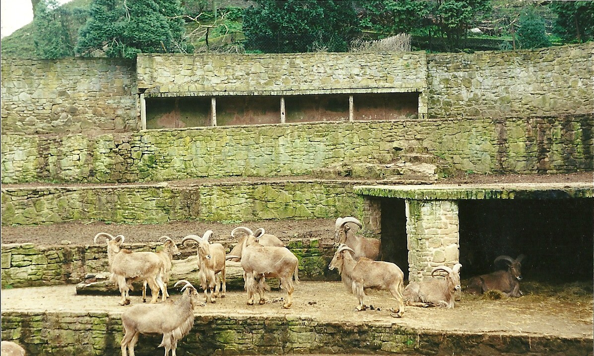 Barbary Sheep 2nd April 1999