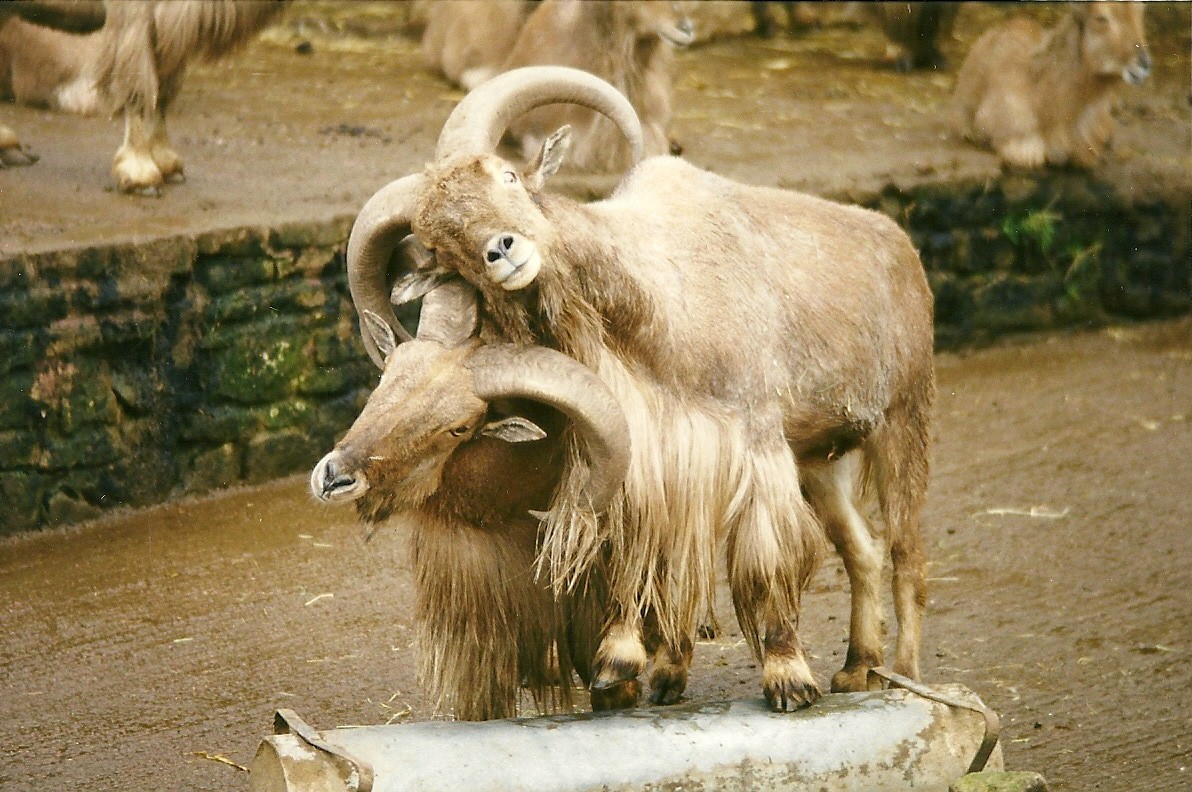 Barbary Sheep 4th April 1998
