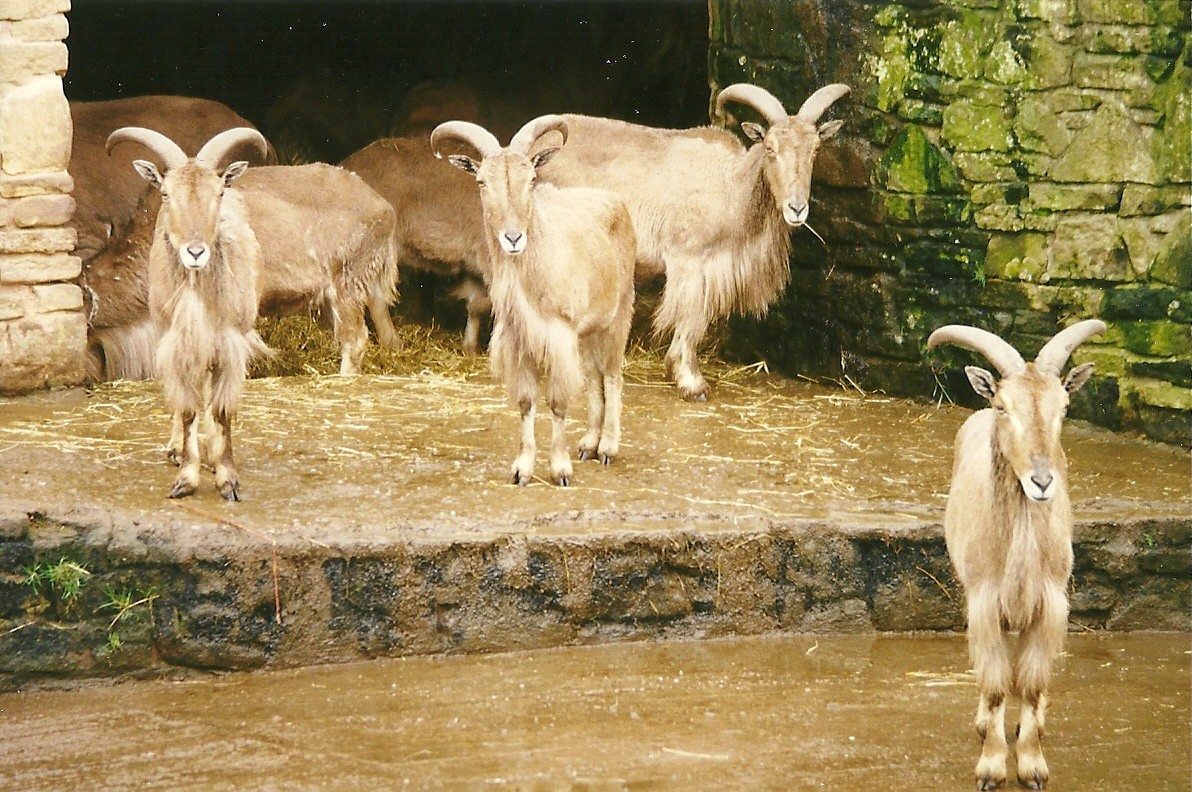 Barbary Sheep 5th April 1998