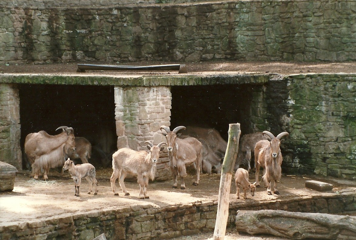 Barbary Sheep 8th June 1996