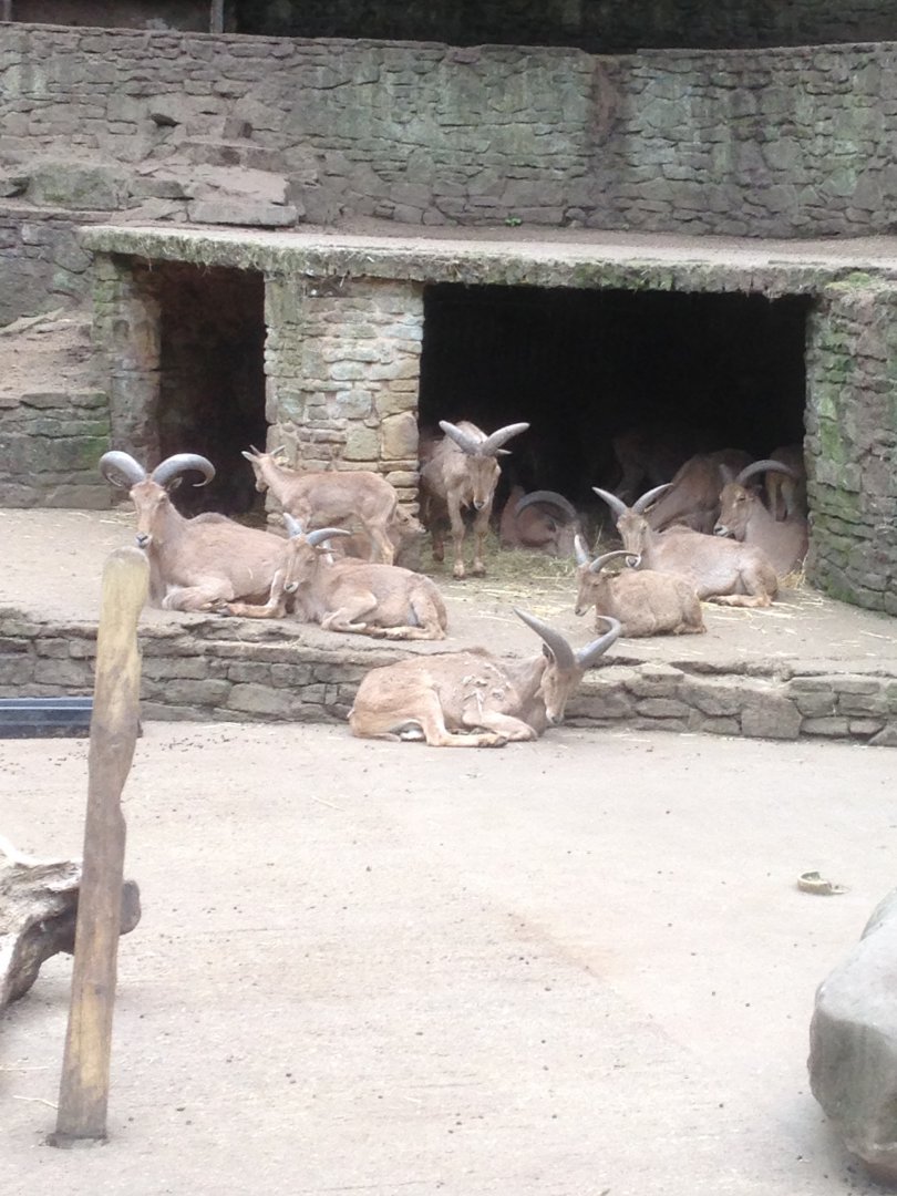 Barbary sheep, 9th July 2019