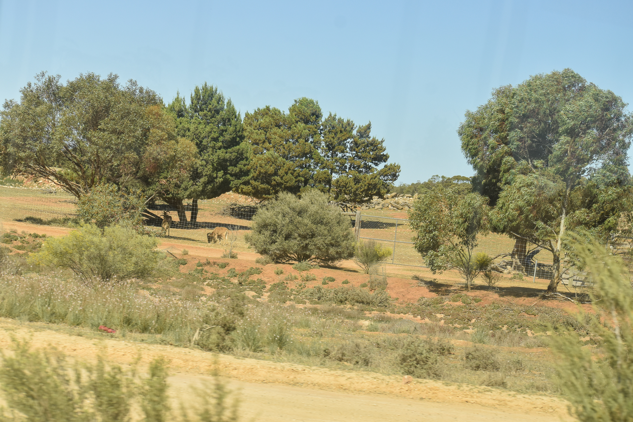 Barbary Sheep/Addax enclosure